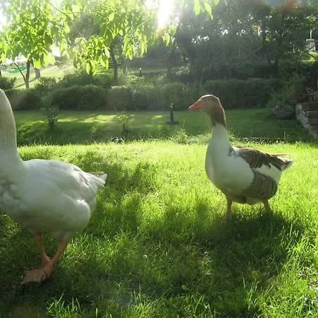 Il Mulino Delle Pile Farm stay *